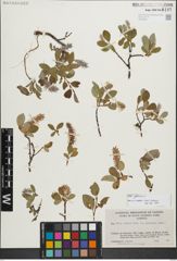 Foto von Salix glauca L.